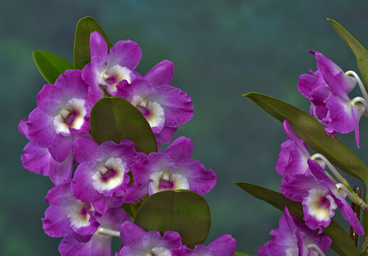 Orchidee, Dendrobium amabile, orchid dendrobium