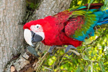 Red and Green Macaw Perched in a Tree