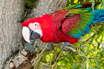 Red and Green Macaw Perched in a Tree