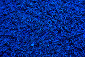 Top view of blue lighted moss on forest floor. backdrop.