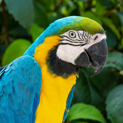 Blue and Yellow Macaw Close Up Side Profile