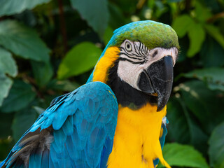 Blue and Yellow Macaw Close Up Side Profile