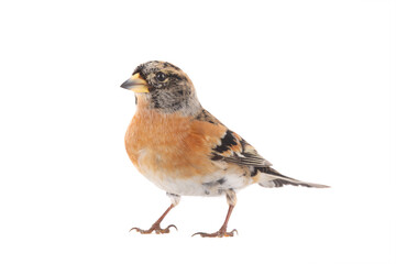  brambling bird isolated on white background.