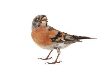 Brambling bird isolated on white background.