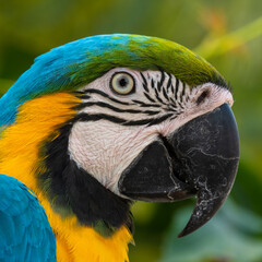 Blue and Yellow Macaw Close Up Side Profile