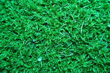 Top view of green lighted moss on forest floor. texture.