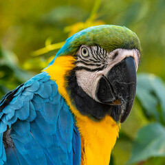 Blue and Yellow Macaw Close Up Side Profile