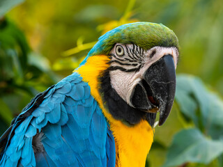 Blue and Yellow Macaw Close Up Side Profile