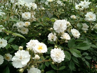 Rose, Kletterrose, weiß 