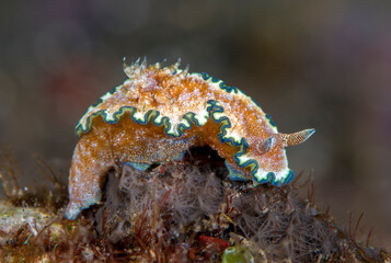 Nudibranch (sea slug) - Glossodoris sp. cf. cincta. Macro underwater world of Tulamben, Bali,...