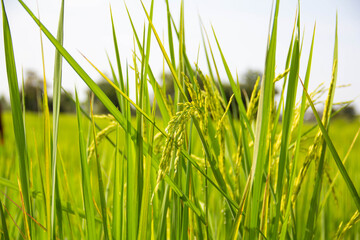 Green rice field with sky background. Rice fields in thailand. Golden yellow rice