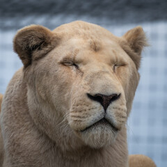 Majestic White Lion Close Up Portrait