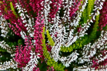 Multicolored Calluna vulgaris Garden Girls plant (Common Heather) in autumn, closeup