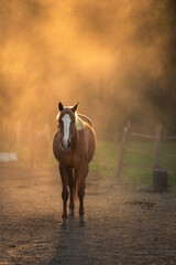 thoroughbred horse