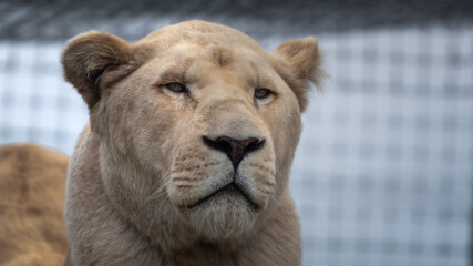 Majestic White Lion Close Up Portrait