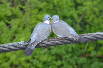 
a pair of blue doves on a green background