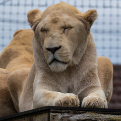 Obraz premium Majestic White Lion Close Up Portrait