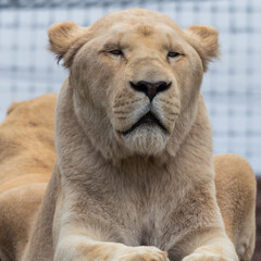 Majestic White Lion Close Up Portrait