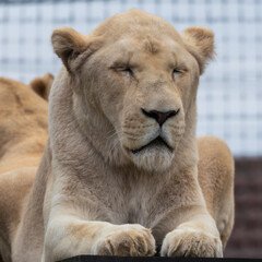 Majestic White Lion Close Up Portrait