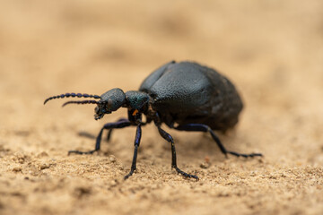 Meloe violaceus