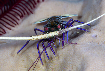 Painted Spiny Lobster juvenile - Panulirus versicolor in coral reefs. Underwater world of Indonesia.