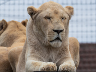 Majestic White Lion Close Up Portrait