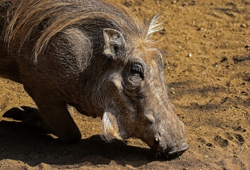 A warthog foraging for food in the african plains