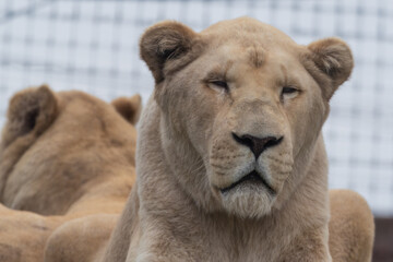 Majestic White Lion Close Up Portrait