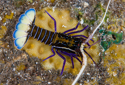 Painted Spiny Lobster juvenile - Panulirus versicolor in coral reefs. Underwater world of Indonesia.
