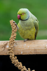 Alexandrine Parakeet Sat on a Perch Feeding on Millet