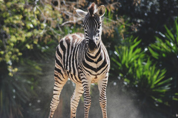 zebra in zoo