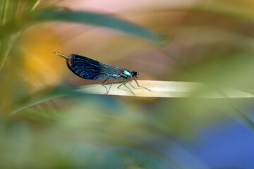 Banded Demoiselle