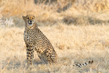 Weiblicher Gepard im Etosha Park, Namibia