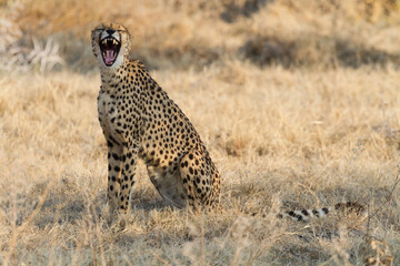 Lachender Gepard © Jan Schuler