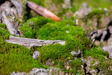 moss on which a dry twig lies, renewal of nature