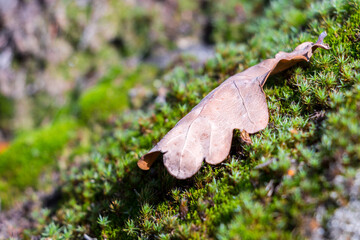 a dry, fallen, oak leaf lies on a moss rug photographed in natural light