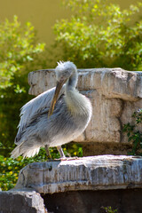 pelican on a rock