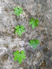 green leaf on stone