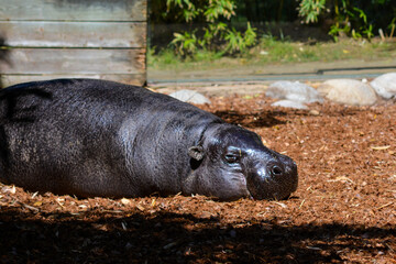 hippopotamus in the zoo