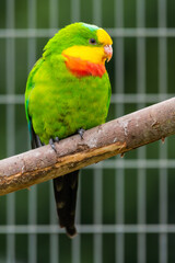 Barraband's Parrot Sat on a Perch in an Aviary