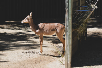 deer in the zoo