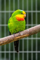 Barraband's Parrot Sat on a Perch in an Aviary