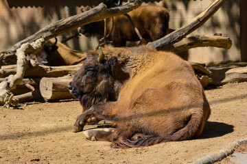 wild boar in zoo