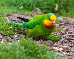 Barraband's Parrot Foraging on the Ground
