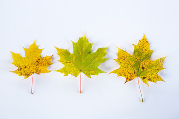 autumn maple leaves