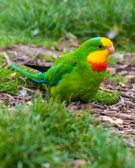 Barraband's Parrot Foraging on the Ground