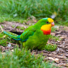 Barraband's Parrot Foraging on the Ground