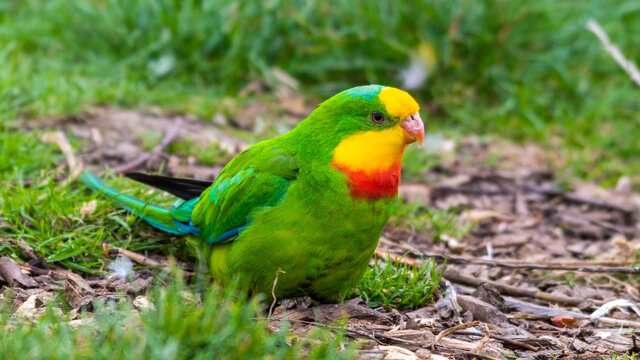 Barraband's Parrot Foraging on the Ground