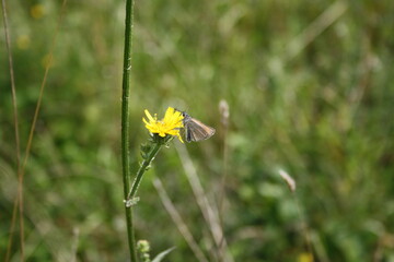 Checkered skipper butterfly on yellow flower (Brauner Dickkopffalter)