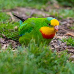 Barraband's Parrot Foraging on the Ground